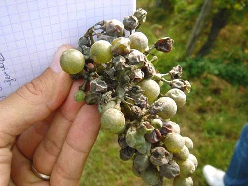 Un racimo de uvas afectadas por el mildiú polvoroso