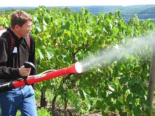 Tratamiento de la uva contra el mildiú polvoriento