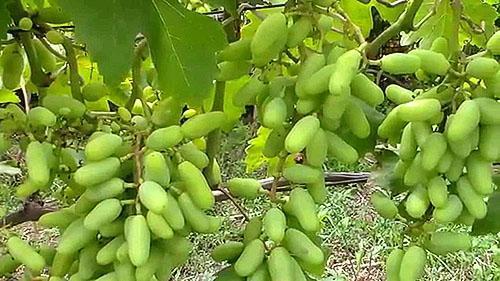 Uvas después de usar fertilizantes microbiológicos.