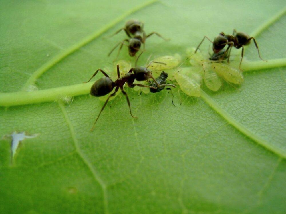 les fourmis transportent des pucerons
