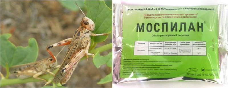 Droga Mospilan