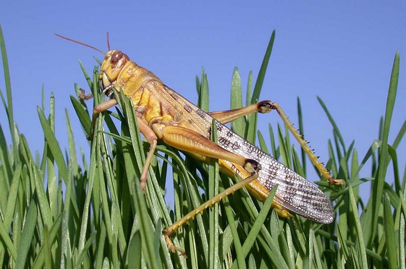 un pariente cercano de los saltamontes langostas