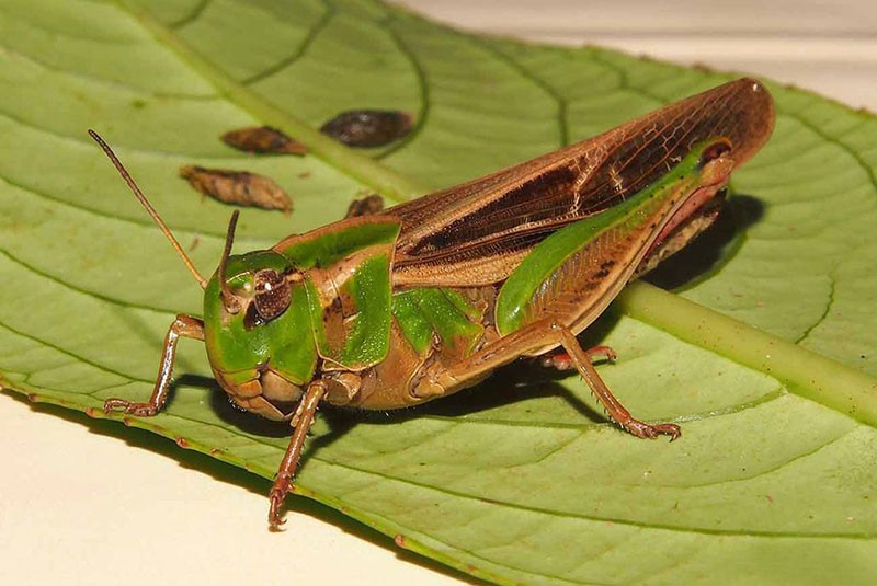 criquet migrateur