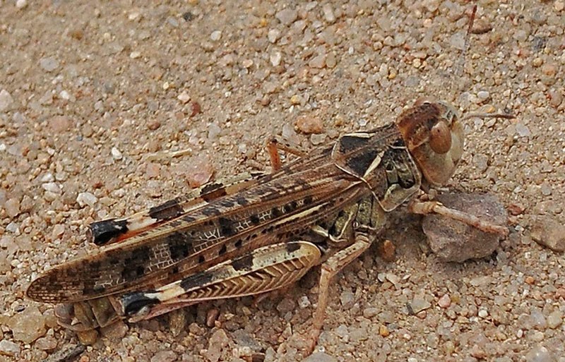 langosta marroquí