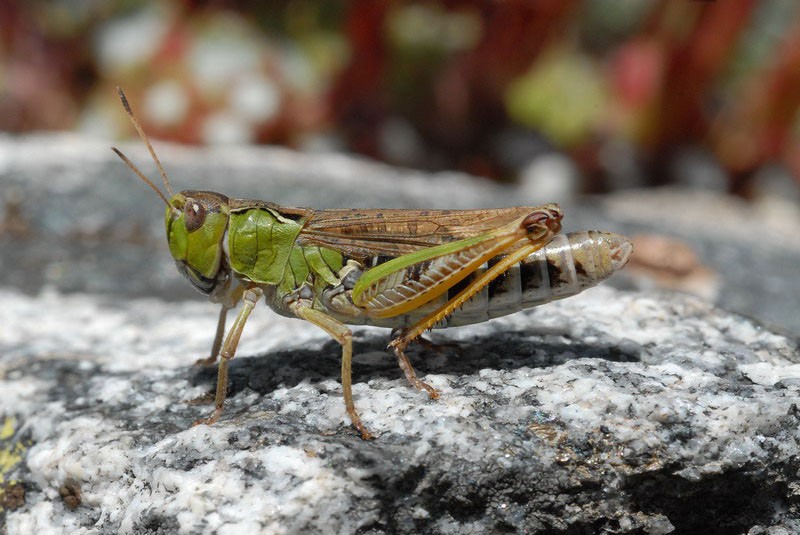 Langosta siberiana