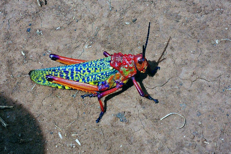langosta arcoiris