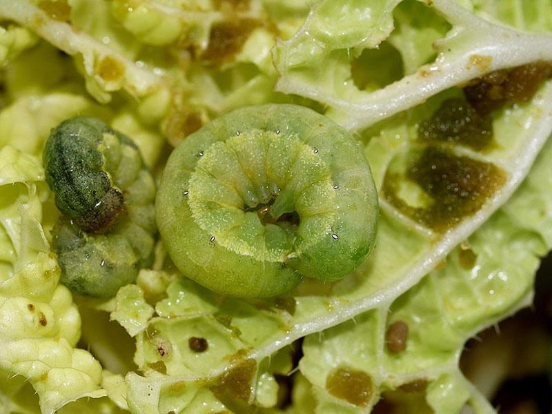 cómo lidiar con una pala en el jardín