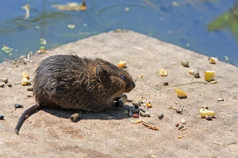 rat d'eau rongeur rusé