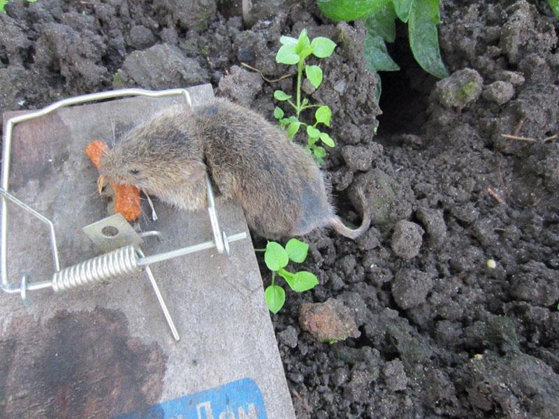 comment traiter les campagnols d'eau sur le site