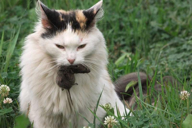 un chat a attrapé un campagnol d'eau