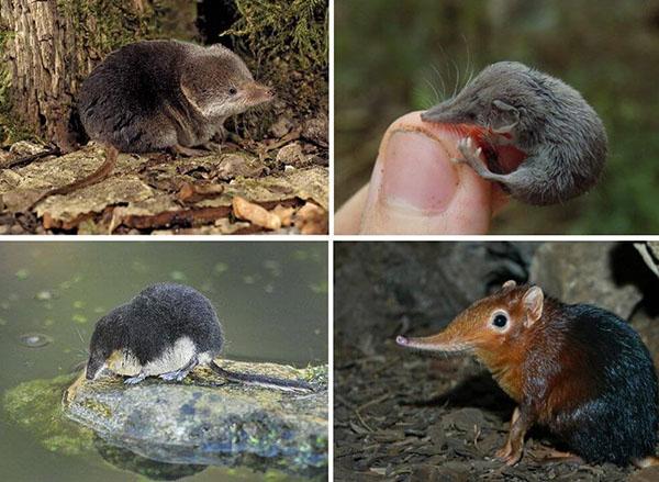 petit animal