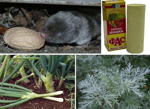 plantes dans la lutte contre la musaraigne
