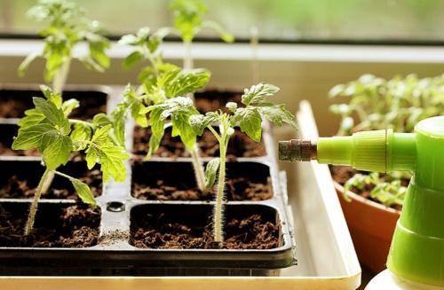 à quelle fréquence arroser les plants de tomates sur le rebord de la fenêtre