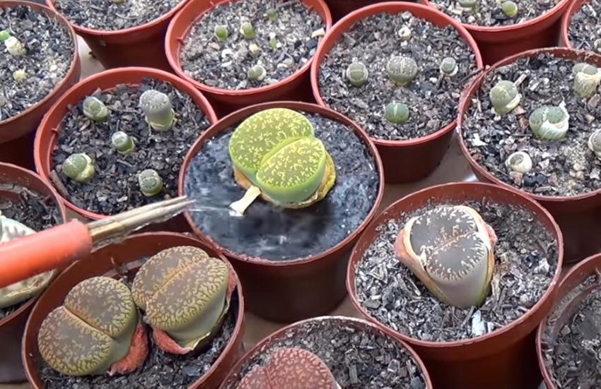 arroser les lithops