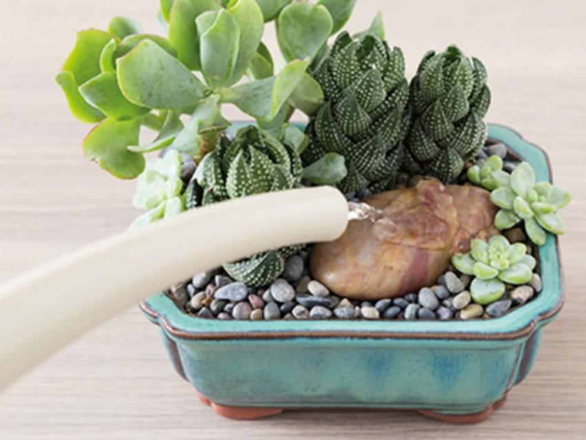 à quelle fréquence arroser les succulentes