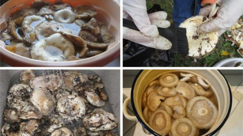 comment éplucher les champignons de lait pour le marinage