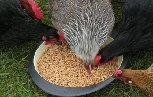 mélange de céréales avec gâteau