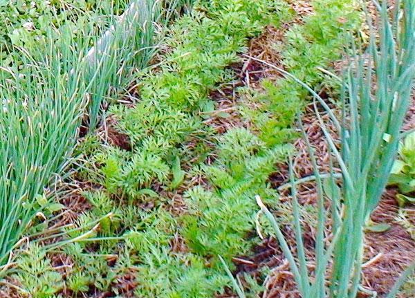 cama de jardín, cebollas, zanahorias