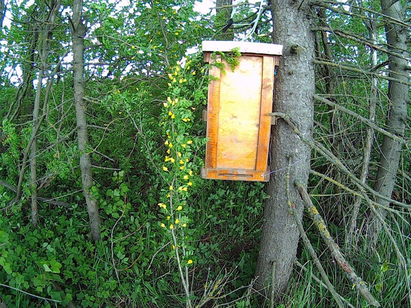 trasplante de abejas silvestres