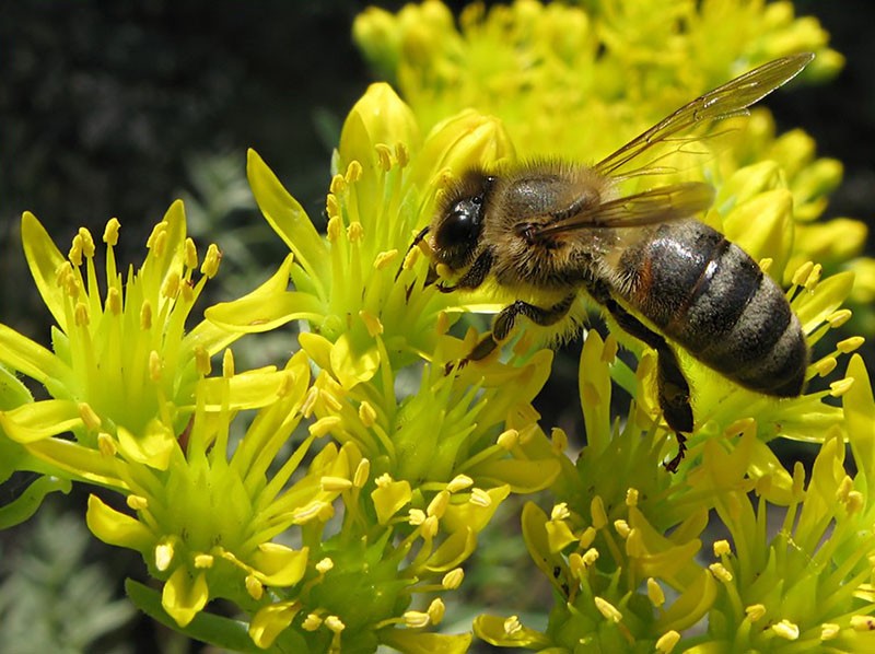 abejas salvajes