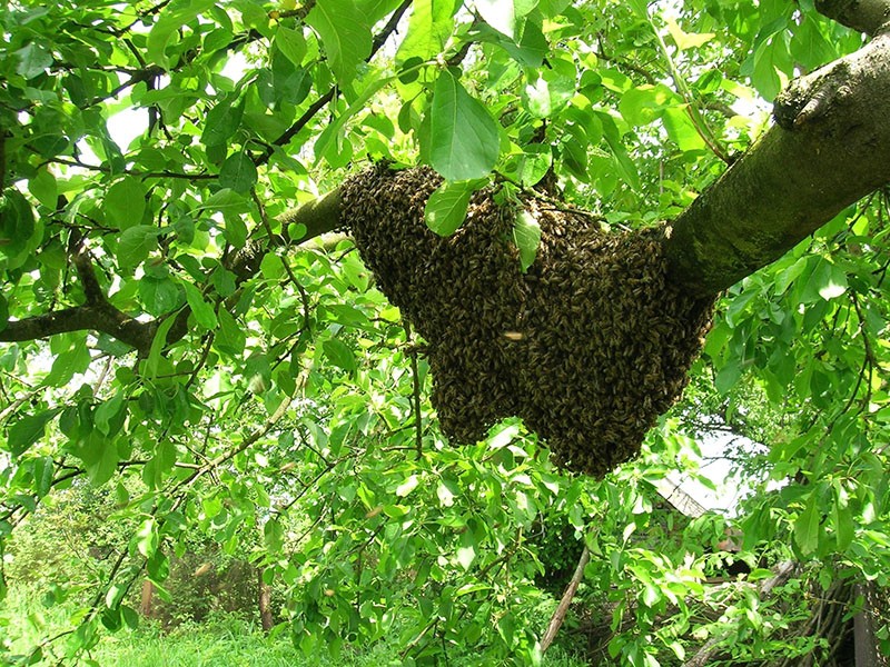 abejas silvestres en su entorno natural