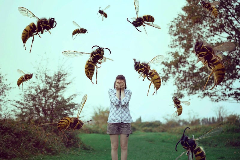 abejas salvajes agresivas