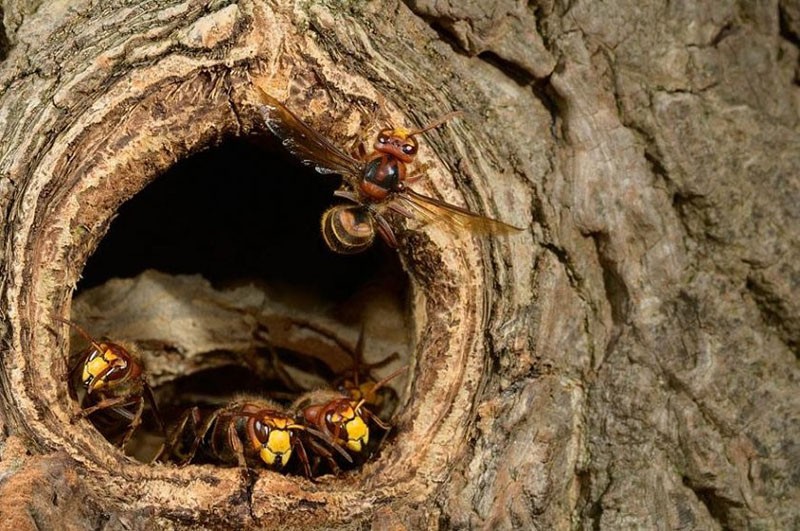 les abeilles sauvages équipent le creux