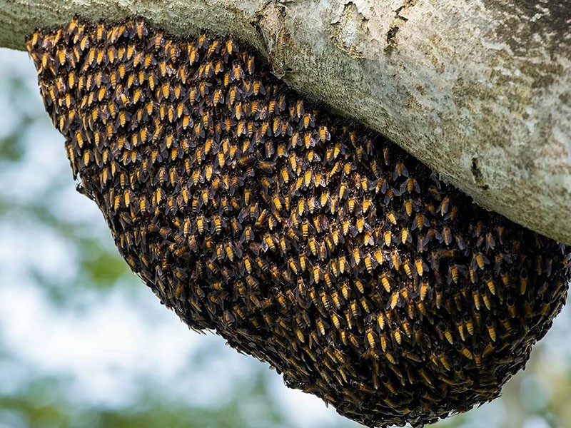nido de abejas en el bosque