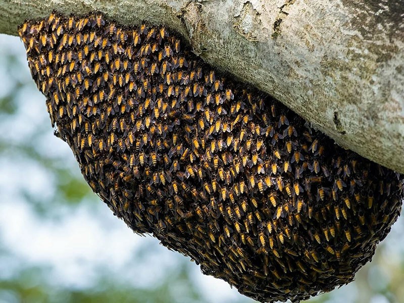 nid d'abeille dans la forêt