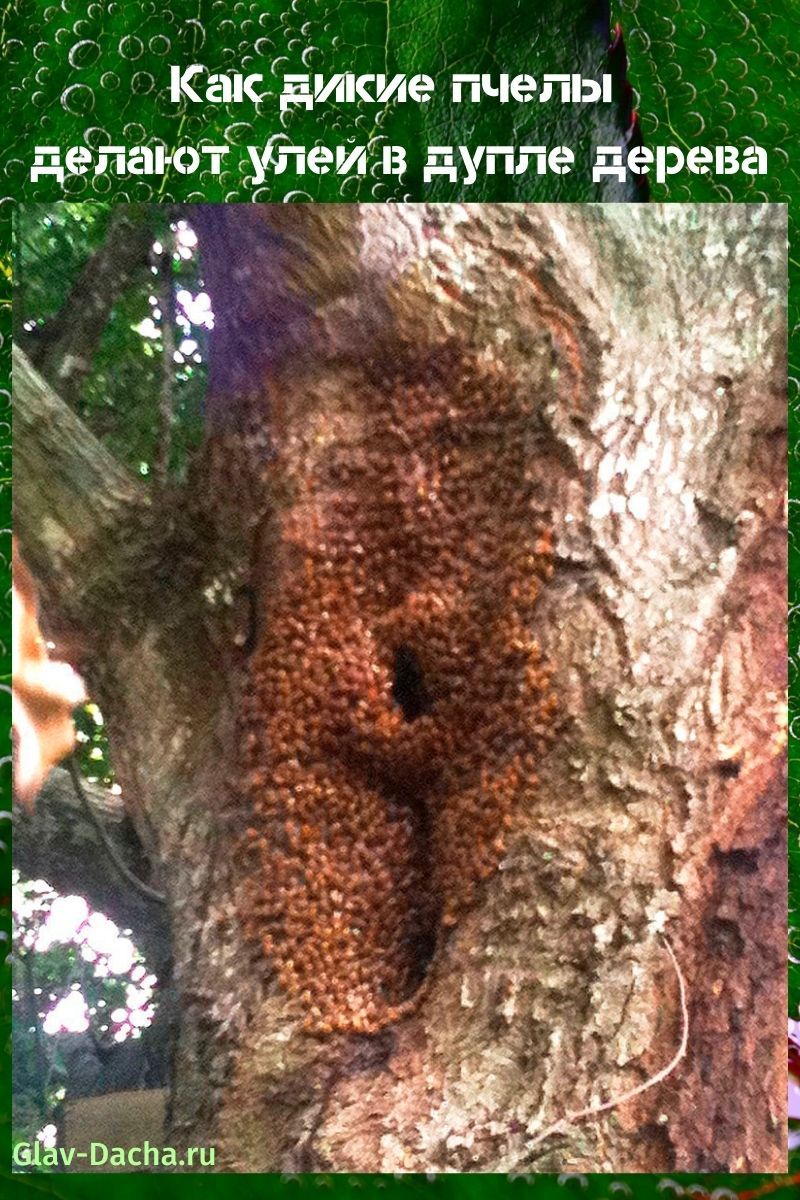 colmena en el hueco de un árbol