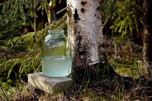 comment obtenir de la sève de bouleau