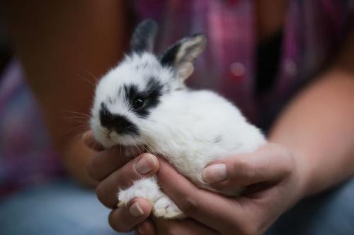 apprivoiser des lapins