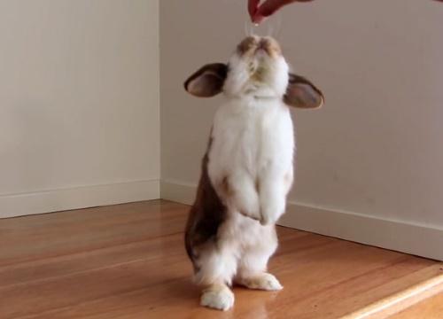 lapin faisant le poirier
