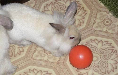 conejo jugando a la pelota