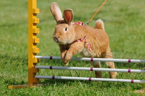sauter par-dessus un obstacle
