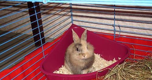 lapin sur le plateau