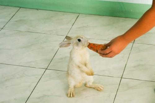 como entrenar conejos
