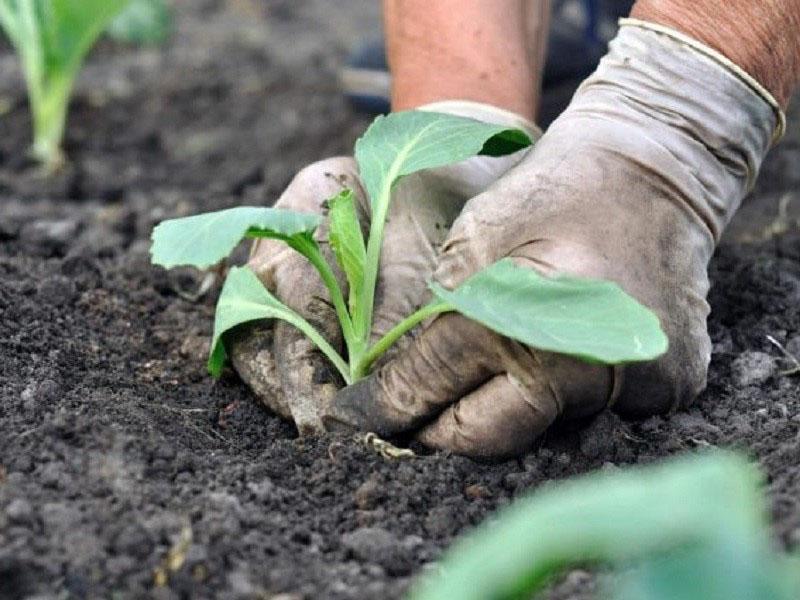 planter des semis