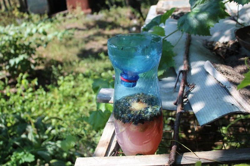 piège à guêpes de bouteille en plastique