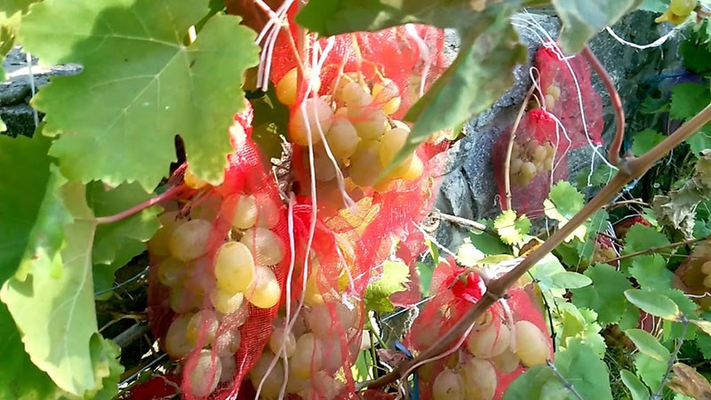 el uso de redes para proteger las uvas de las avispas