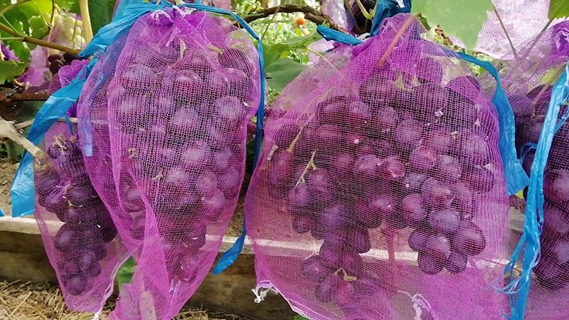 protección de la uva