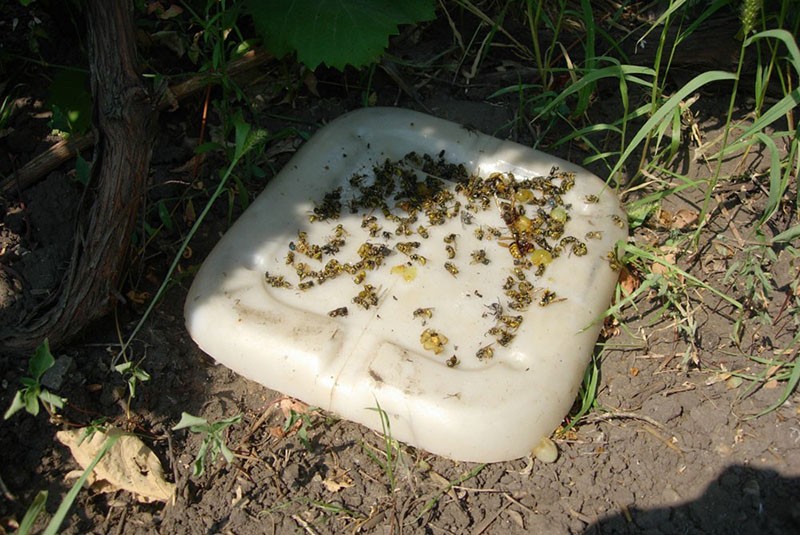 mangeoires de guêpes