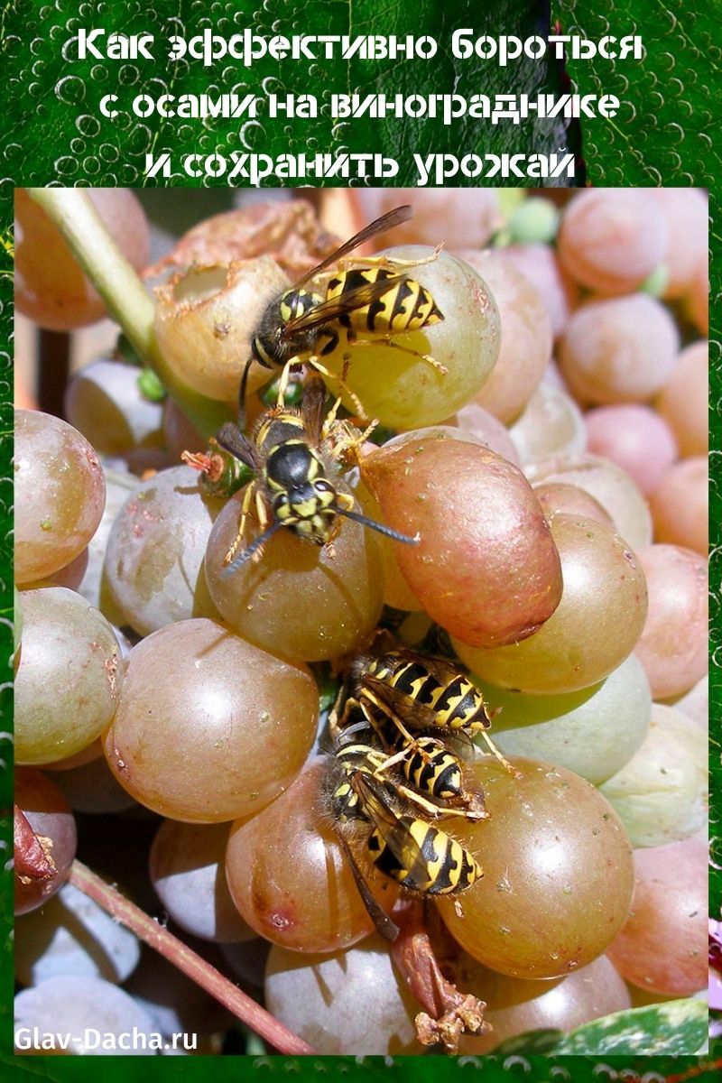 comment lutter contre les guêpes dans le vignoble