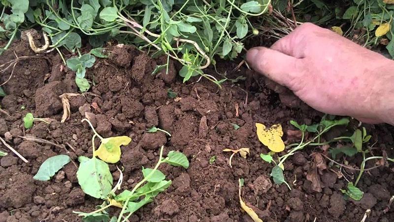 comment traiter le liseron dans le jardin