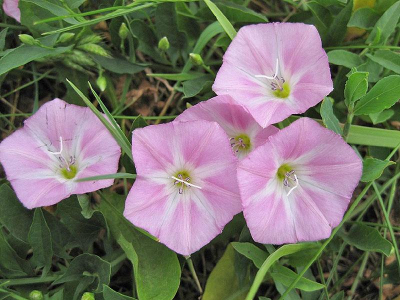 fleurs de liseron