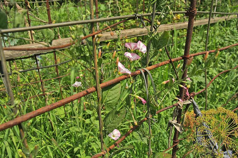 plantes de liseron