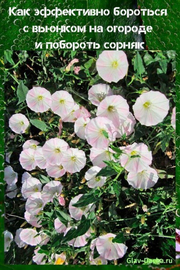 comment traiter le liseron dans le jardin