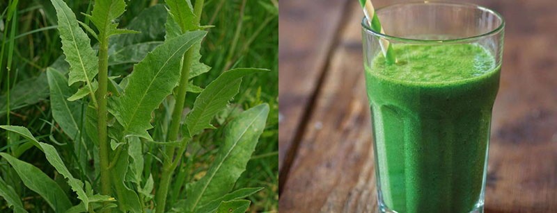 jus de feuilles fraîches de sverbigi oriental