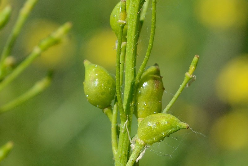 fruits sverbigi sous forme de gousses