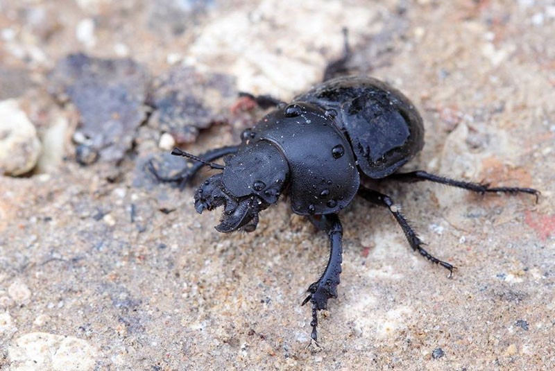 apariencia de escarabajo de las nieves